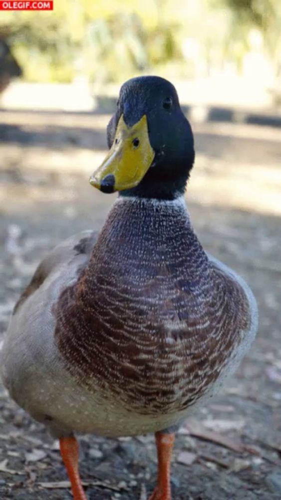 a duck with a yellow beak is standing in the dirt with olegif.com in the bottom right corner