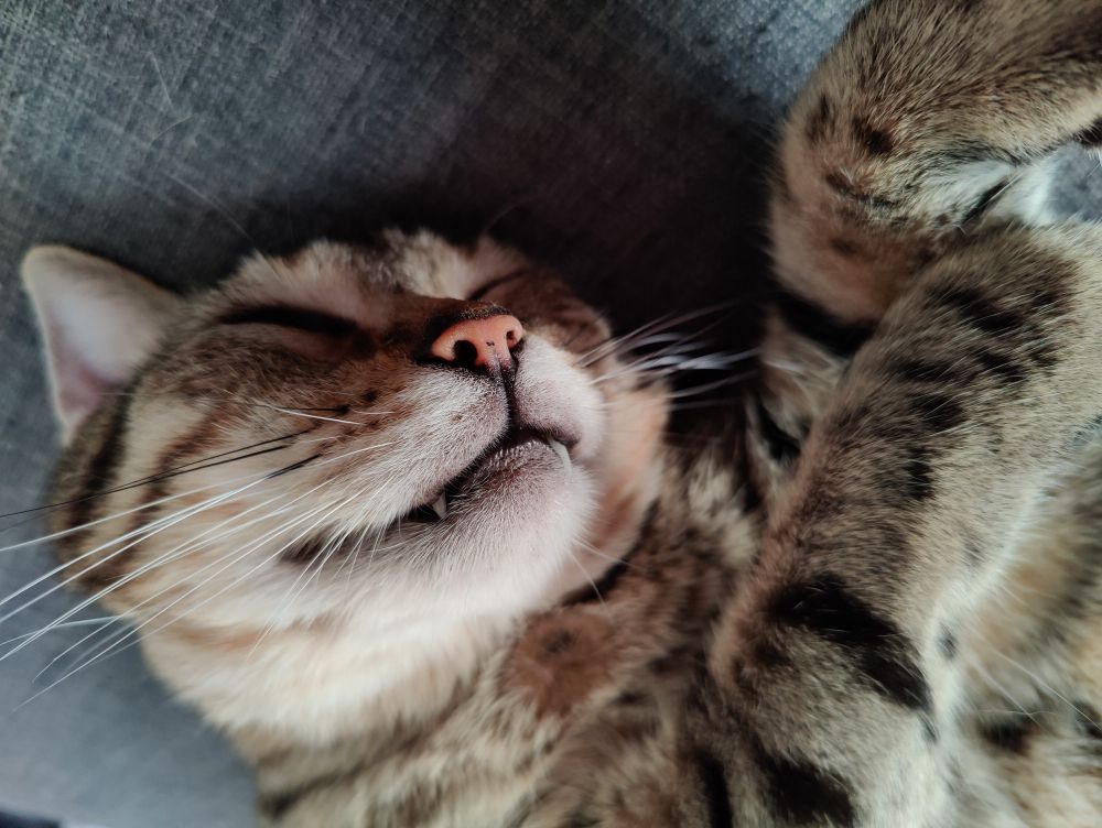 Petit chat tellement beau et mignon, de près, avec ses petites dents de devant qui dépassent comme un vampire gentil et rigolo