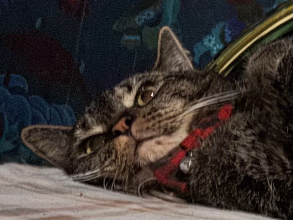 Squished cat face. She’s overwhelmed by the state of the world 