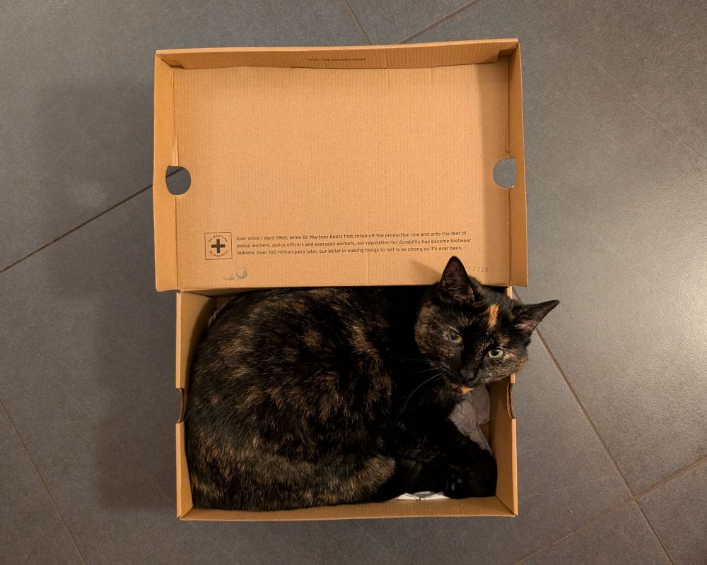 Opening a shoebox reveals the contents: a beautiful (and very much alive) tortoise-shell cat, with an orange streak on its forehead.