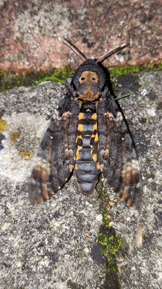 Photographie d'un papillon sphinx tête de mort