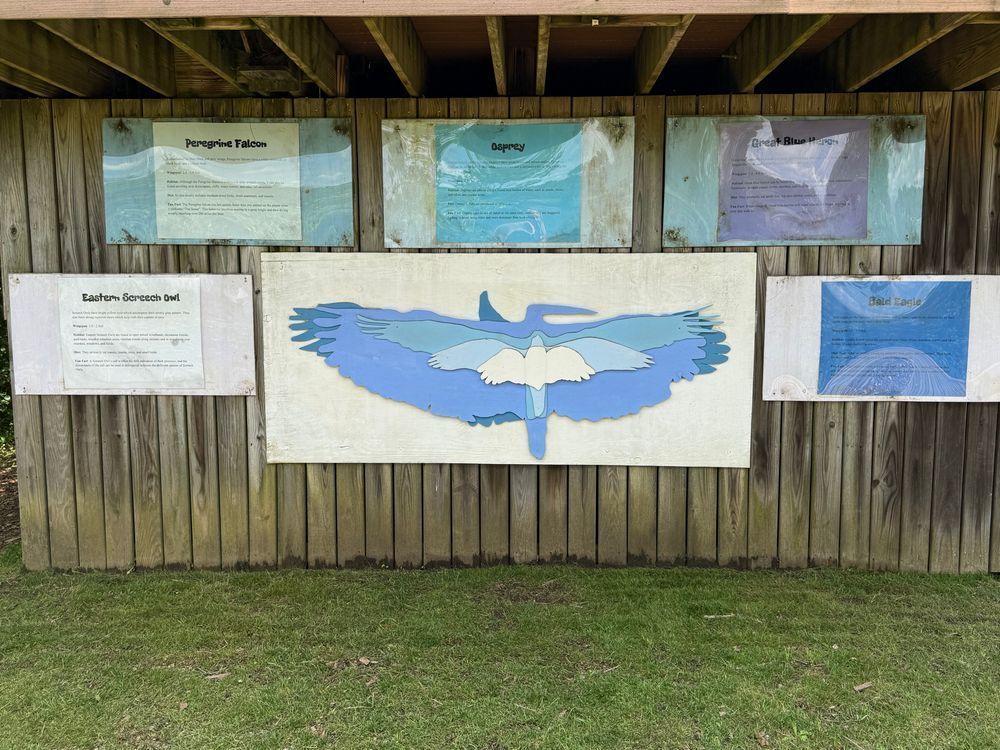 Paper cut outs the size of 5 birds are shown on top of each to show their size and scale. 