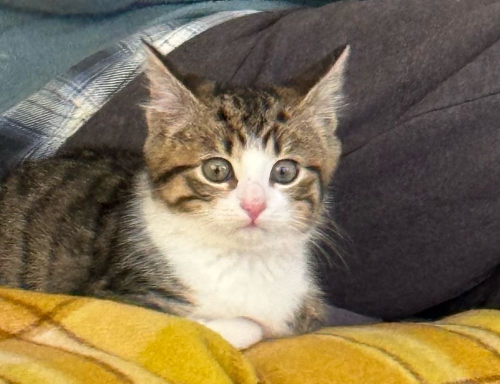 Kitten with big eyes looking shocked and concerned