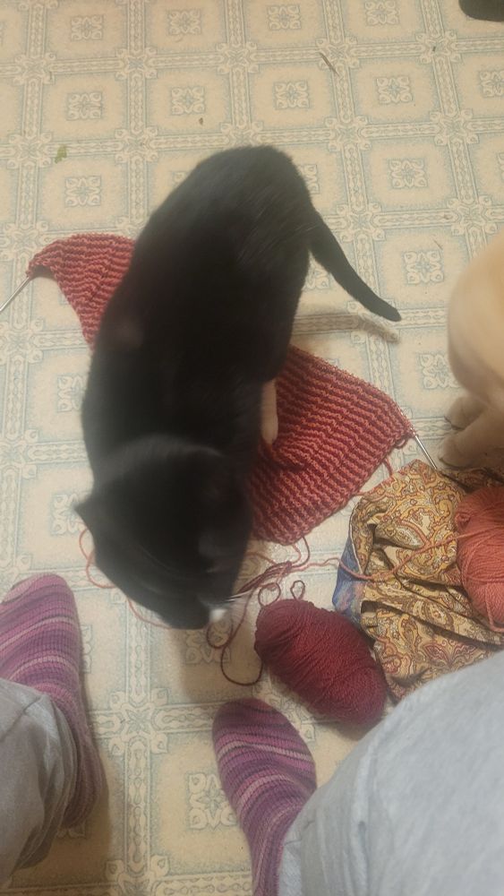 My knitting laid out on the kitchen floor next to my feet, clad in stripy pink socks. A black and white cat is standing on the knitting and one of the orange boys is partially in the frame on the right 