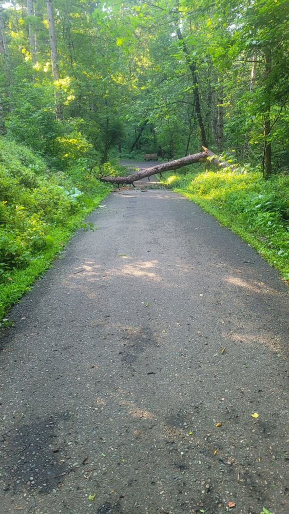 A very dead red pine fallen across as asphalt trail in the forest, downhill from where I stand 