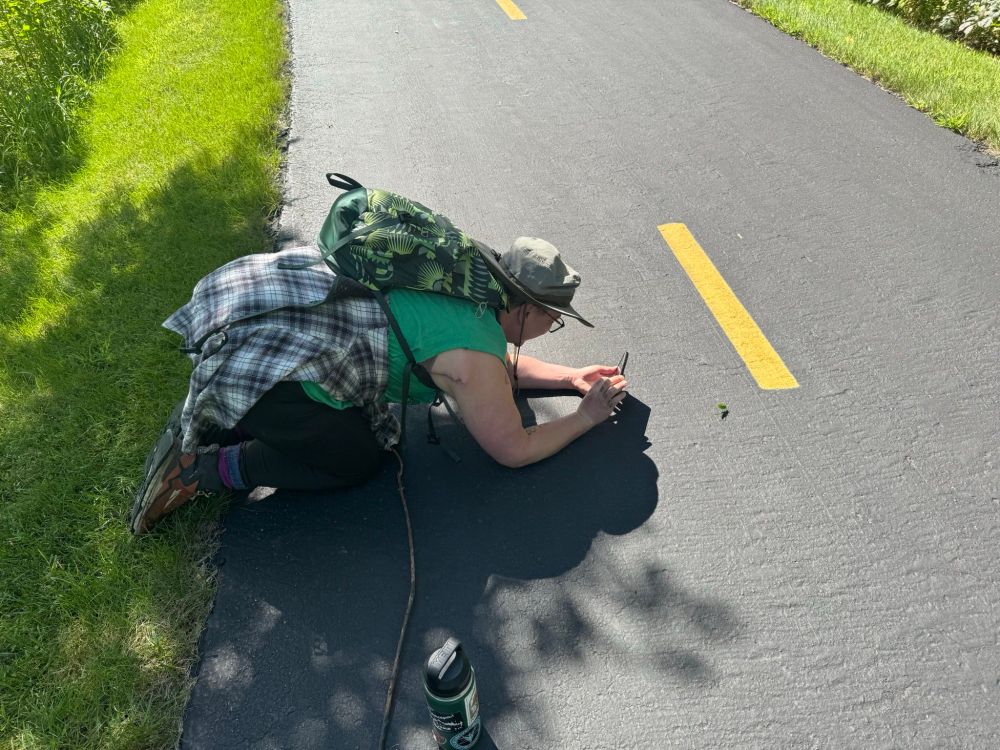 Me on knees and forearms on the path, photographing the katydid. 