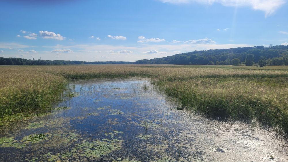 The view south(?) from the Old Cedar Avenue bridge in Bloomington. The sun is just starting to come down, there's a channel of water amid wetland plants, a couple of mallards in the water. 