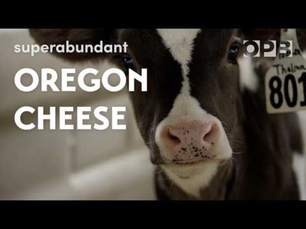 How Oregon cheese became the best in the world | Superabundant