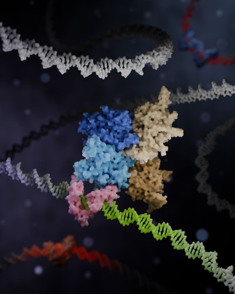 3D render of a Zincore complex locking ZFP91 onto DNA, promoting gene activation.
Made in Blender with Molecular Nodes.