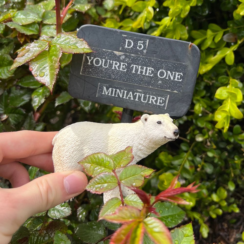 “D 5
YOU’RE THE ONE
MINIATURE”
Written on a plant identification tag for a rose garden