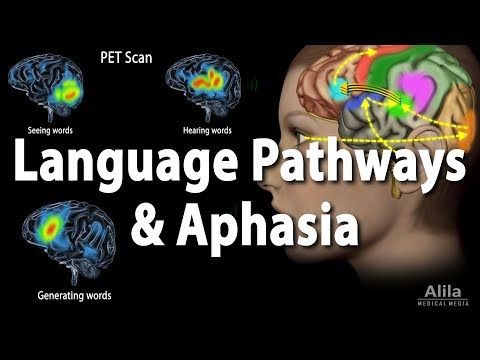 Language Pathways and Aphasia, Animation