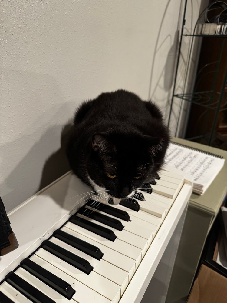 Laura Dern the tuxedo cat loafs on a piano keyboard, looking down towards the floor