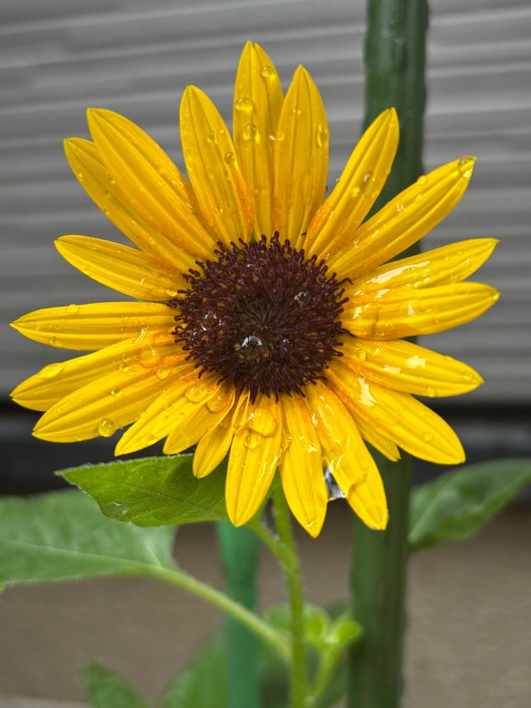 小さなひまわりが咲きました