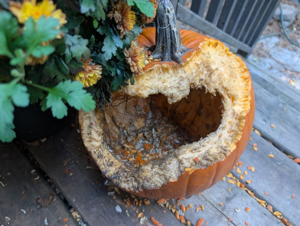 Even larger hole in pumpkin by squirrel.