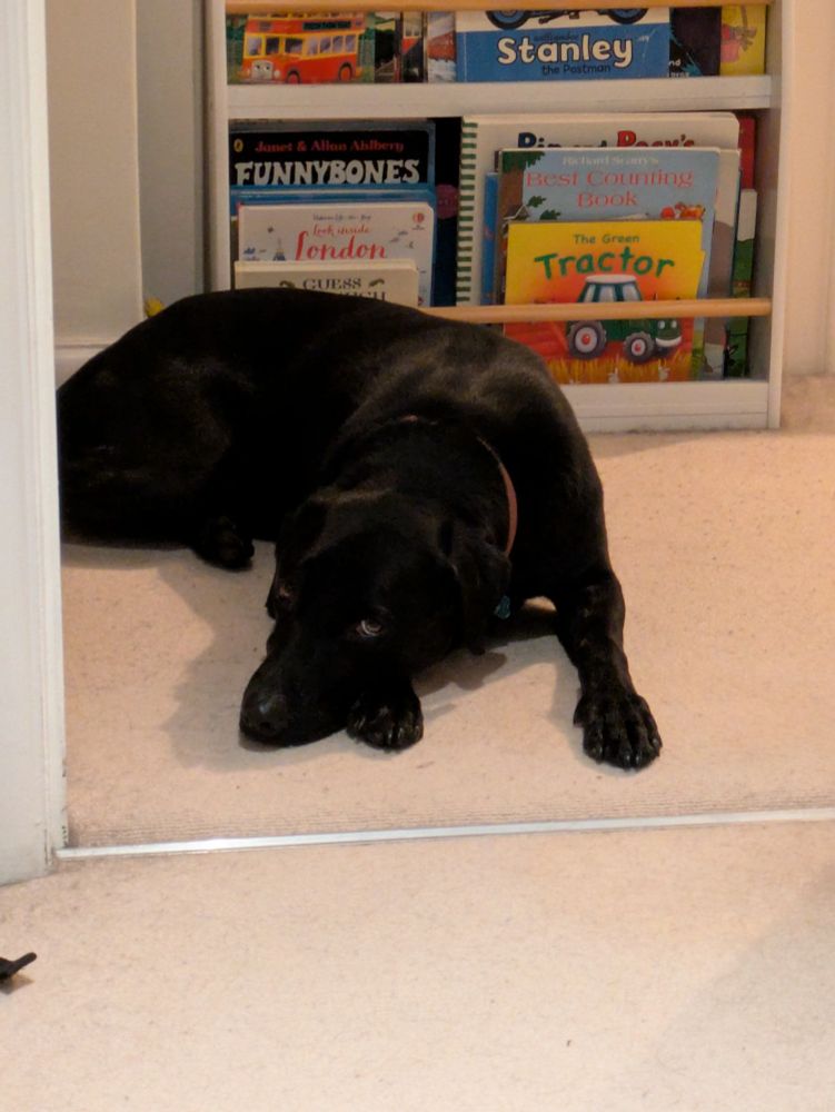 A picture of Eric, a black Labrador looking at the camera with intent. The view is taken from the perspective of the user, sitting at their desk. 