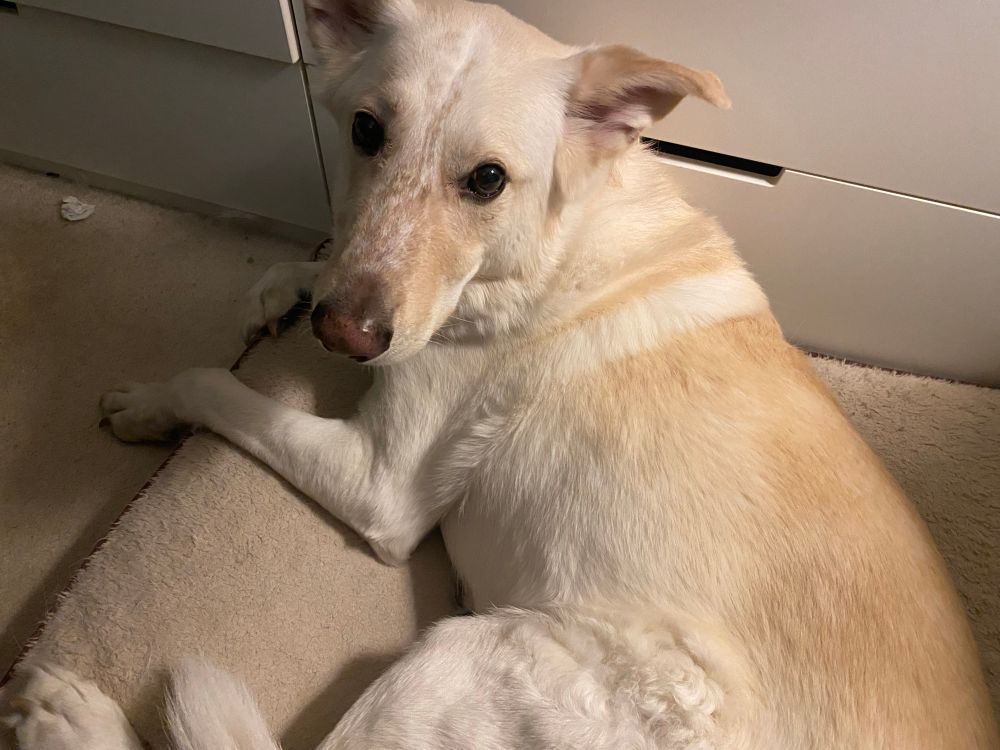white Shepard lab mix dog laying on a dog bed, looking at the camera
