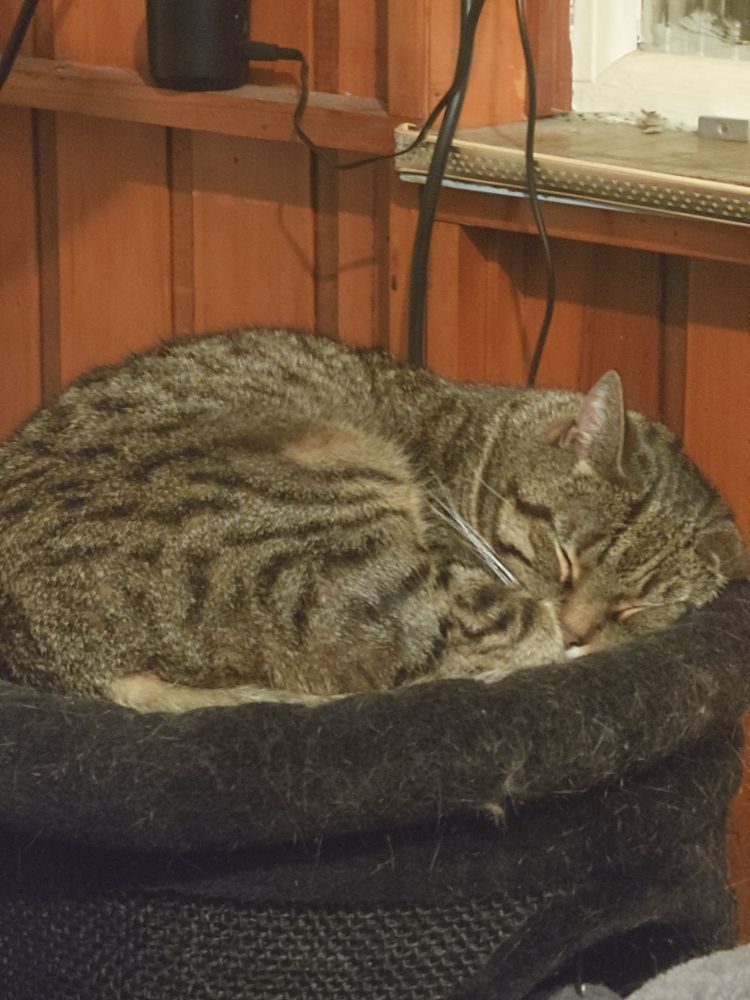 A very cute tabby cat, called Tony, sleeping peacefully in a curled position. Eyes tightly shut. Nose tucked up to his rear legs.