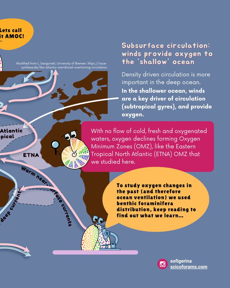 Today, areas with little oxygen occur where subsurface circulation is lower: "Oxygen Minimum Zones or OMZs"
Here, we used a seafloor archive of the eastern tropical Atlantic OMZ, next to Senegal. We reconstruct oxygen changes in the last 27.000 years with benthic forams (seafloor microscopic organisms that produce a shell that fossilizes) distribution that is sensitive to oxygen changes
