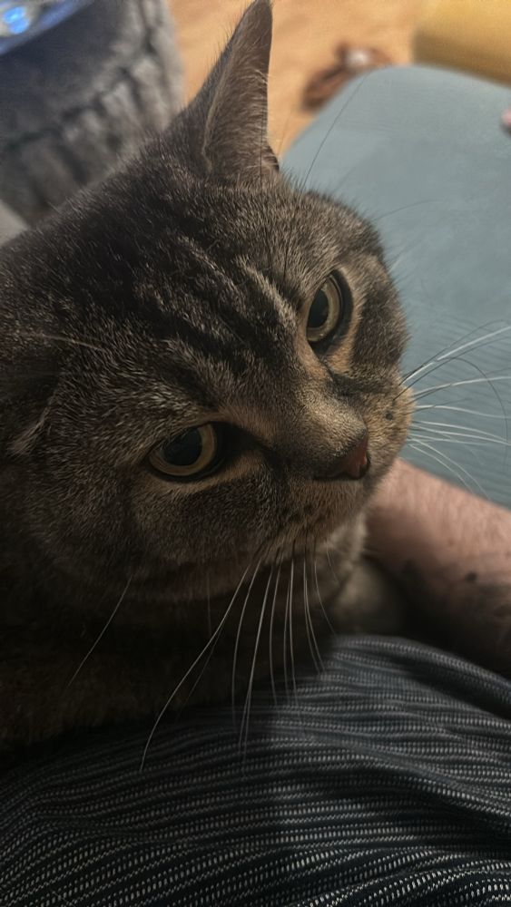 Süßer Kater