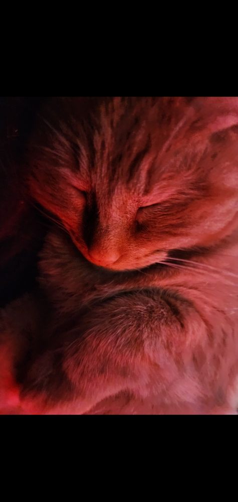 Cat sleeping with ominously red light 