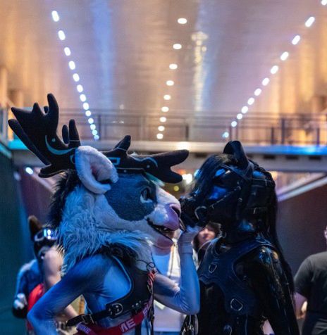 Chip being held by the halter with Rørek the caribou at AC’s waterfront 