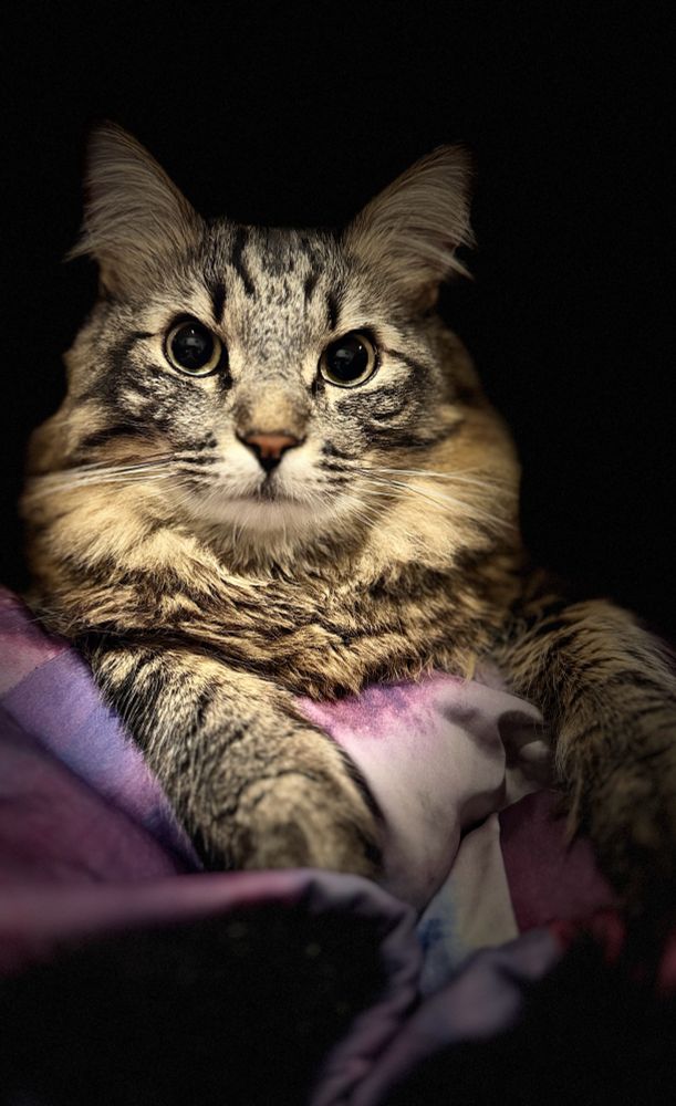 Adorable
Cat floof stares
With paws
Hugging purple and pink lining of coat