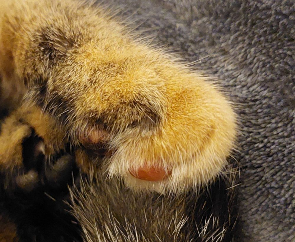 An image of a grey and brown tabby cat's toe beans. I believe Leia's version is called black eyed peas. Some are pink, some are black and some are pink and black spotted 
