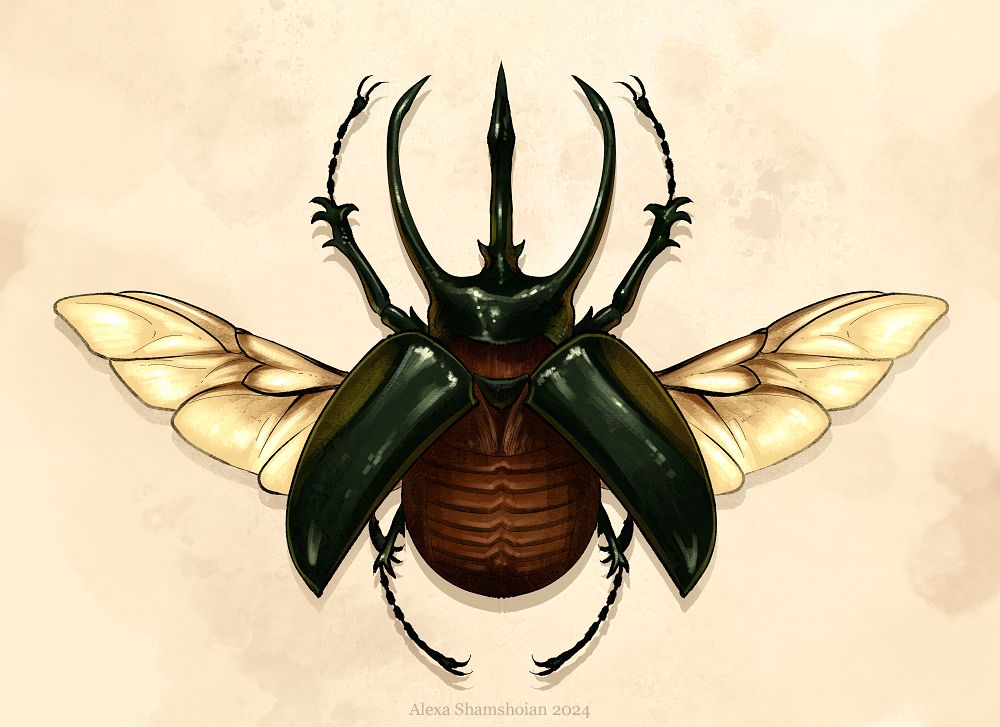 drawing of an atlas beetle with wings spread