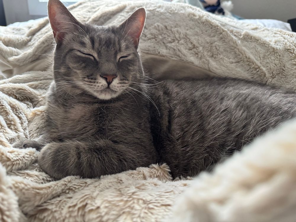 smoke-colored cat resting on the bed, appearing focused but joyful