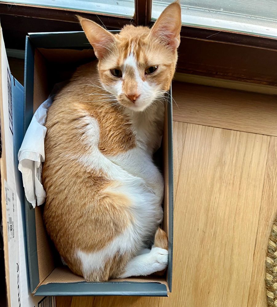 An orange tabby cat named Sunday looks up as she scrunches into a small shoebox. 
