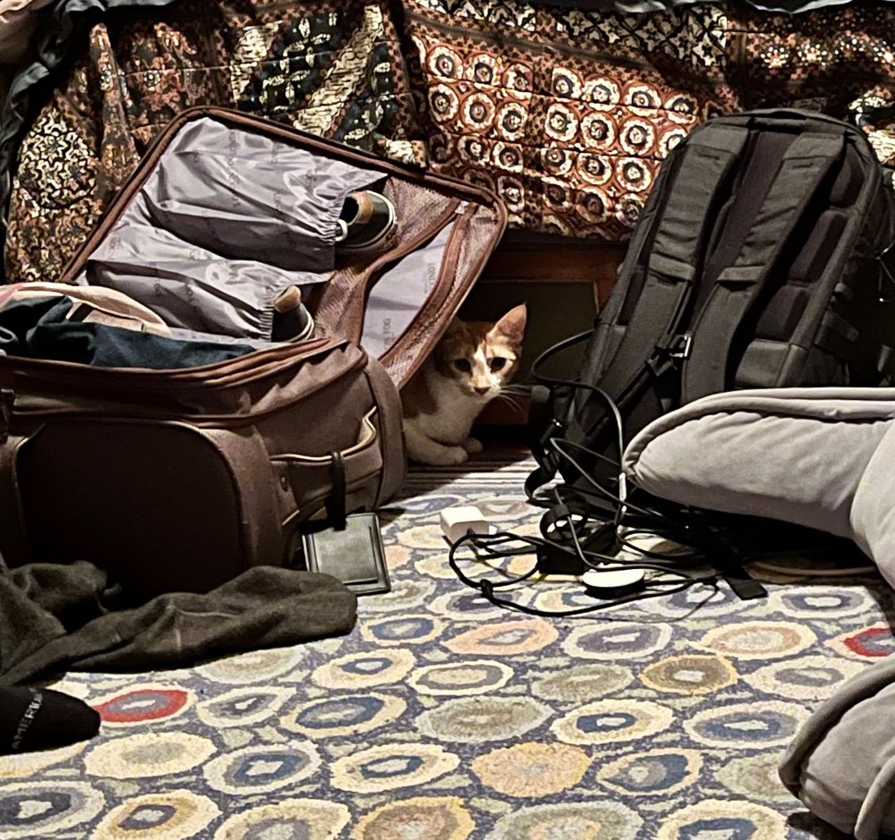 An orange tabby cat named Sunday peeks out from under the top of an open suitcase. 