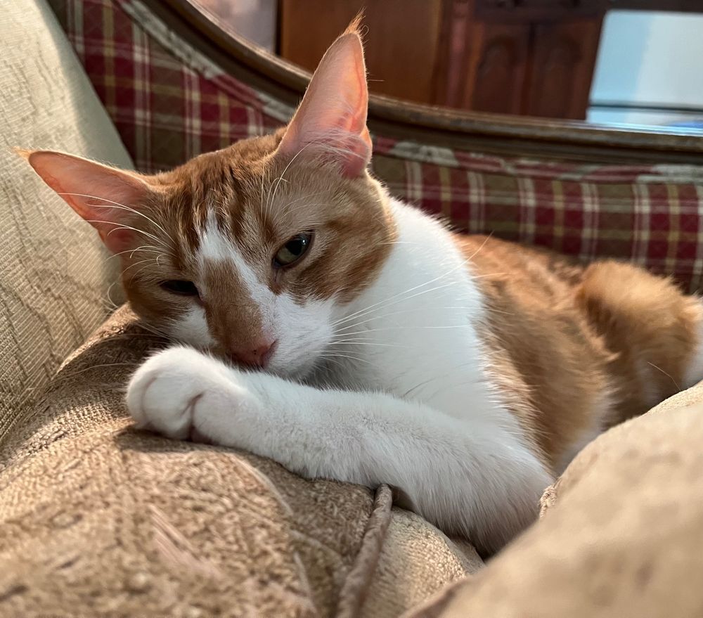 An orange tabby cat named Sunday snuggles contentedly into a pillow on a Friday morning. 