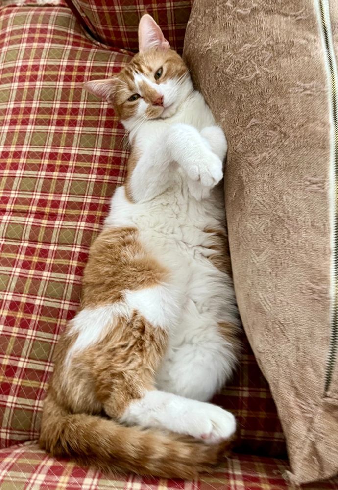 An orange tabby cat named Sunday stretches out at home. 