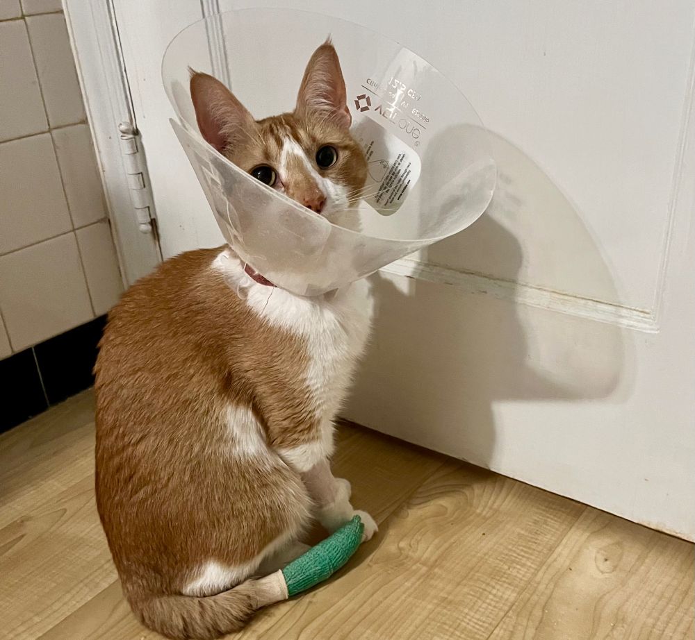 An orange tabby cat named Sunday in an e-collar with bandaged tail following surgery on a traumatic injury. 