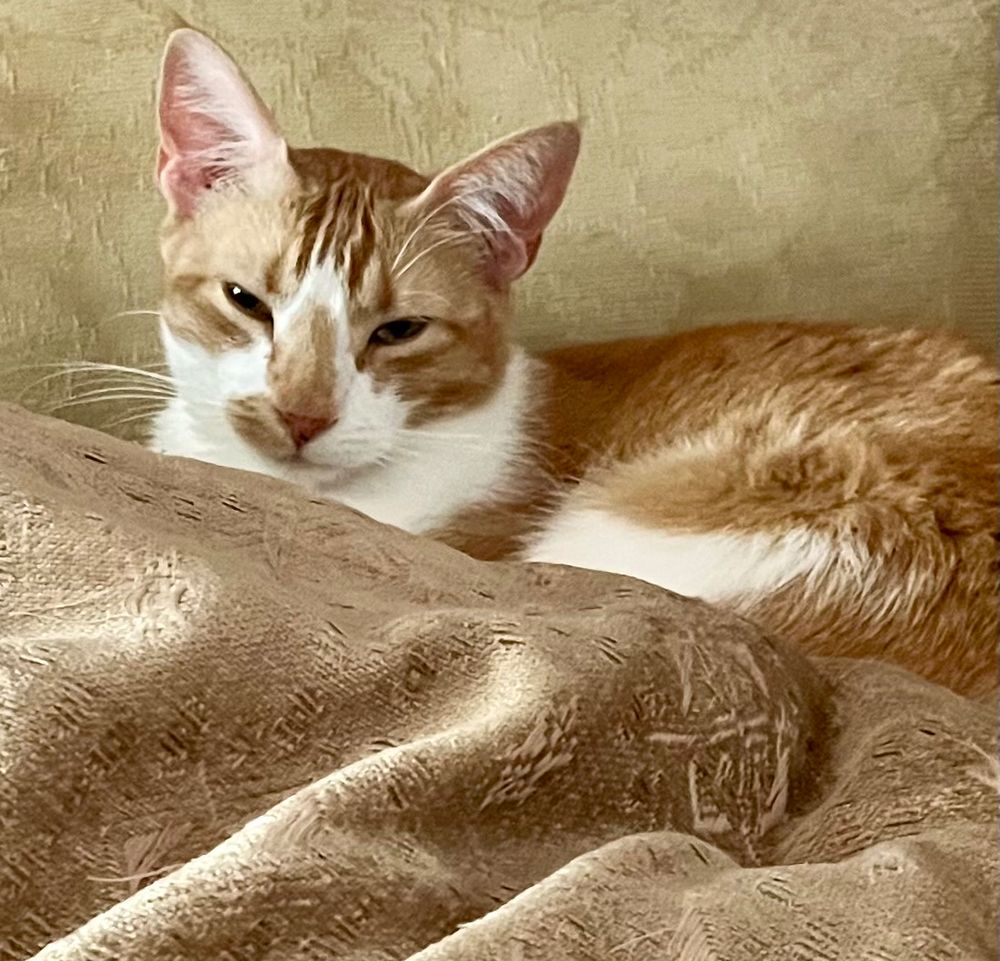 An orange tabby cat named Sunday smiles and snuggles in between a pillow and a cushion. 
