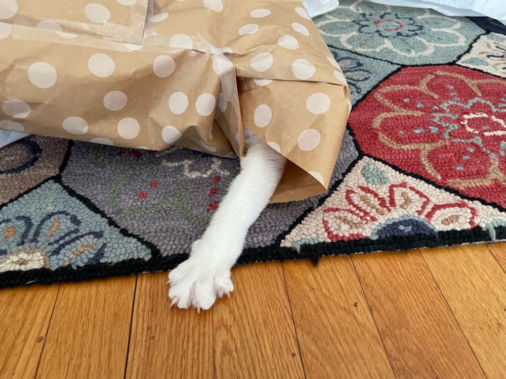 An orange tabby cat named Sunday pokes her paw from inside a gap in gift wrap, in search of something she can’t see. 