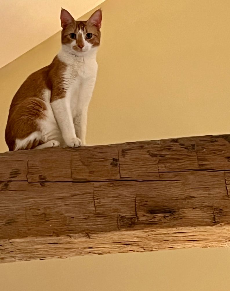 An orange tabby cat named Sunday sits proudly after nailing her landing on a ceiling beam, high atop her employee’s bedroom. 