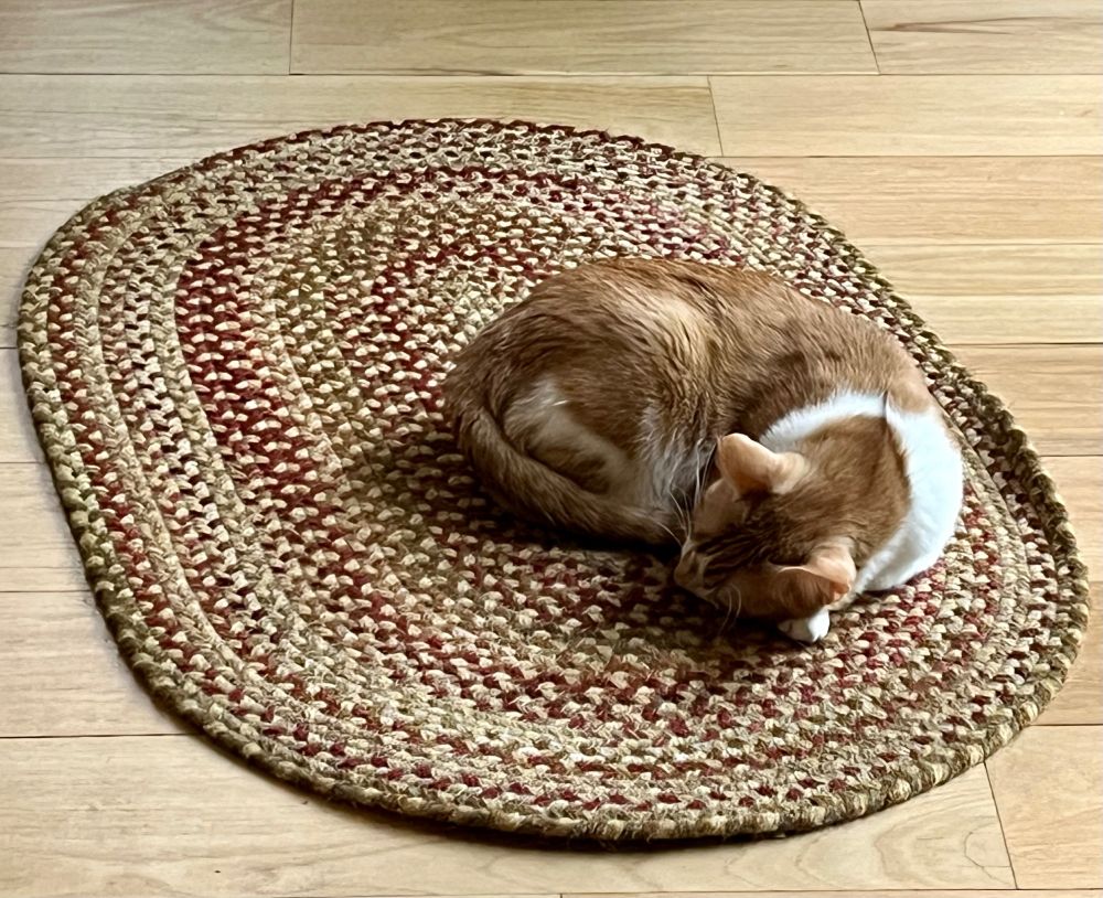 An orange tabby cat named Sunday curls up with the swirl of a braided rug. 