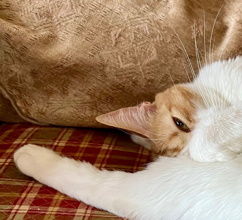 An orange tabby cat named Sunday curls up with one eye peeking out and her whiskers at attention. 