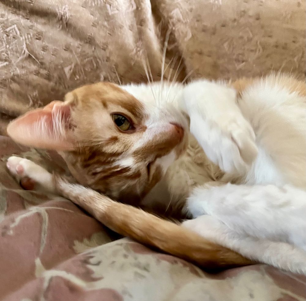 An orange tabby cat named Sunday winks at the camera. 