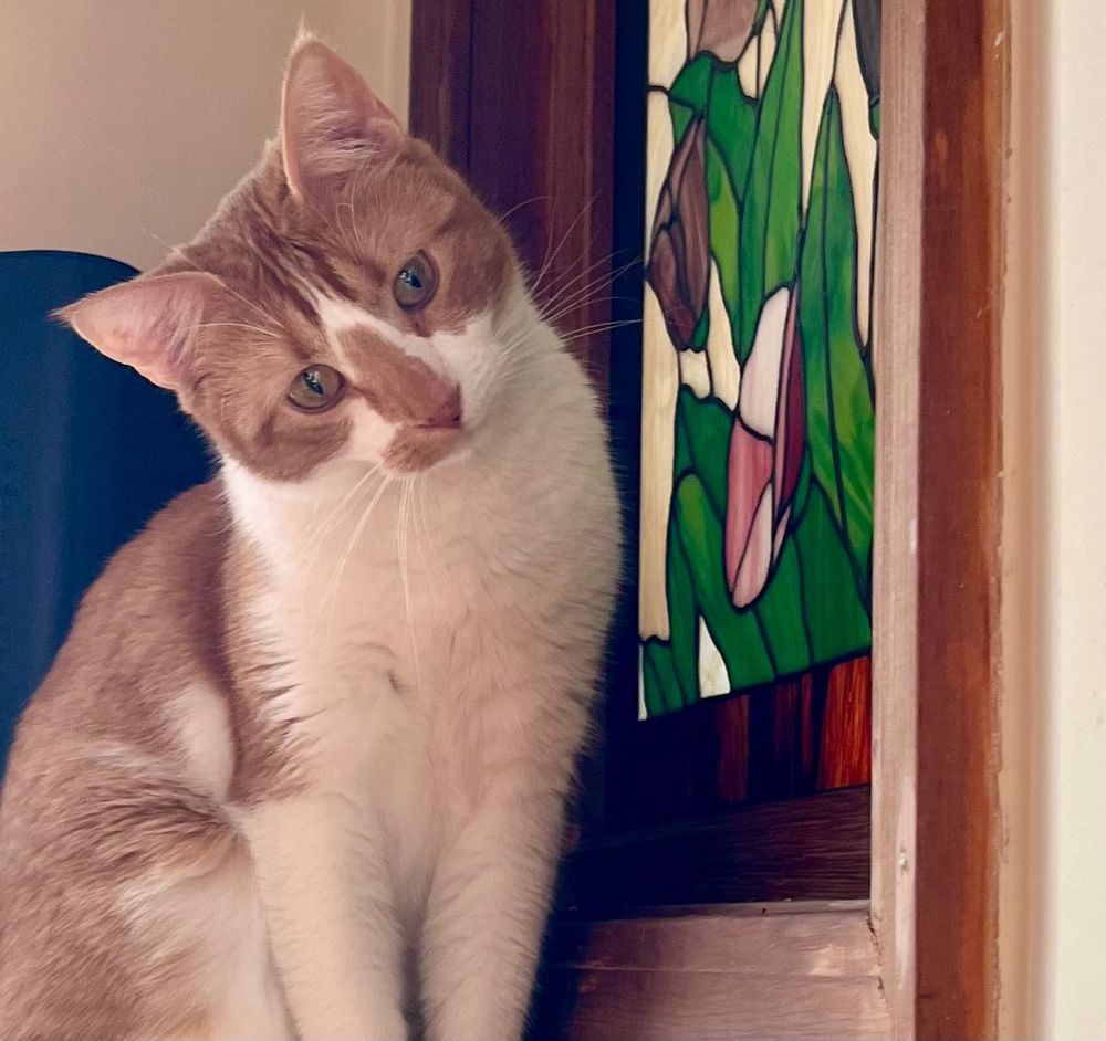 An American orange tabby cat named Sunday cocks her head as she reacts to the news that the next pope is an American. 