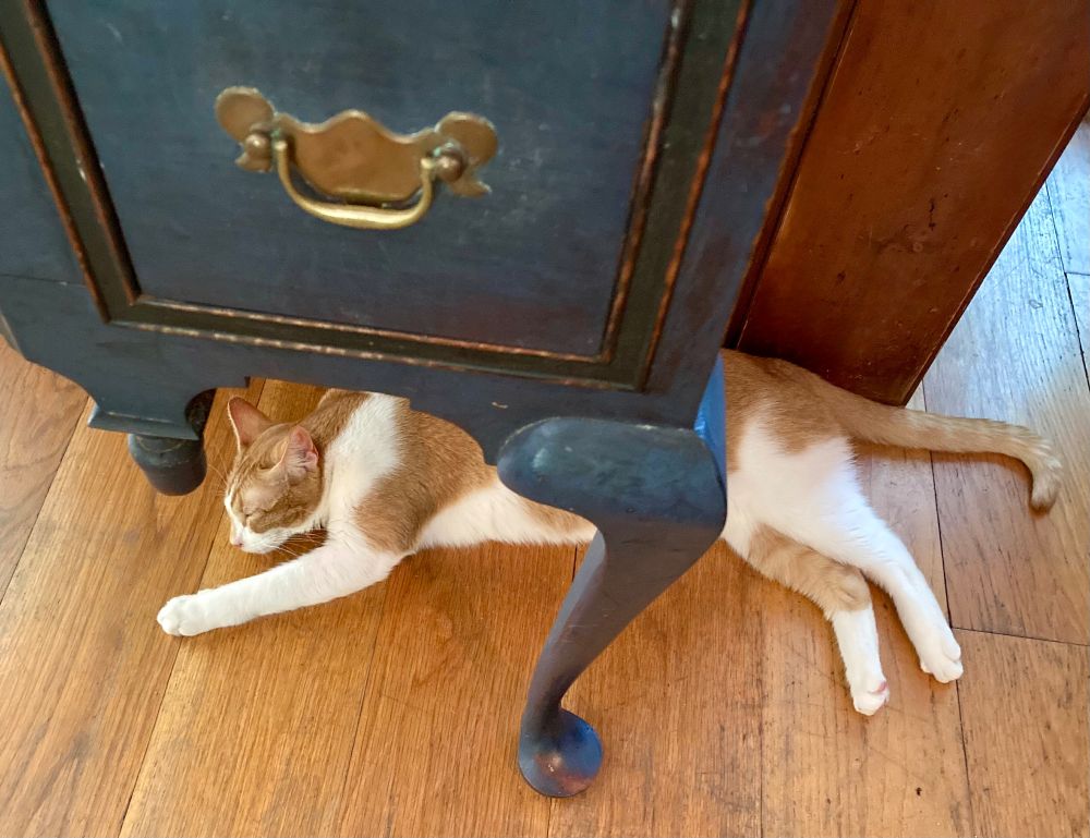 An orange tabby cat named Sunday stretches her legs for a nap below a Queen Anne leg. 