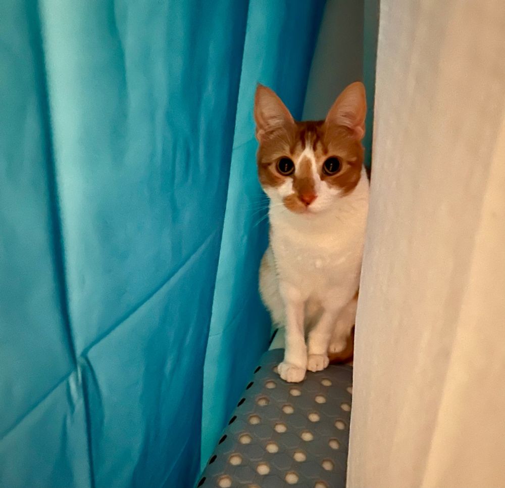 An orange tabby cat named Sunday finds a tent in between shower curtains. 