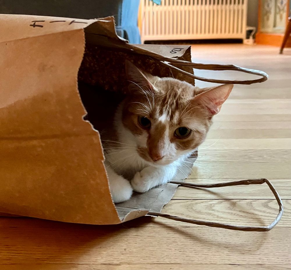 An orange tabby cat named Sunday peeks out from inside one of her favorite spots - an empty but aromatic takeout bag. 