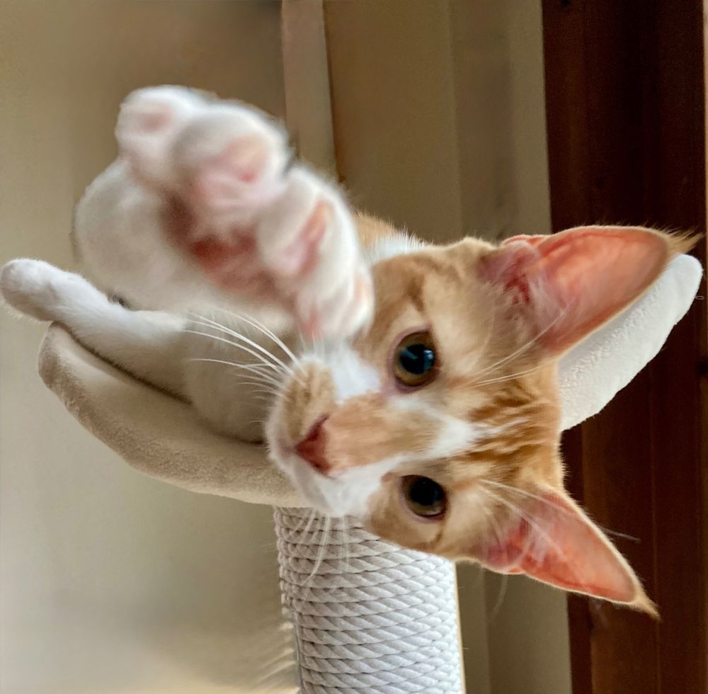 An orange tabby cat named Sunday throws a right hook while stretched out atop her favorite perch. 