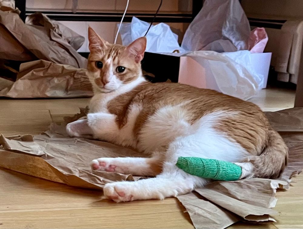 An orange tabby cat named Sunday relaxes while showing off her bandaged tail. 