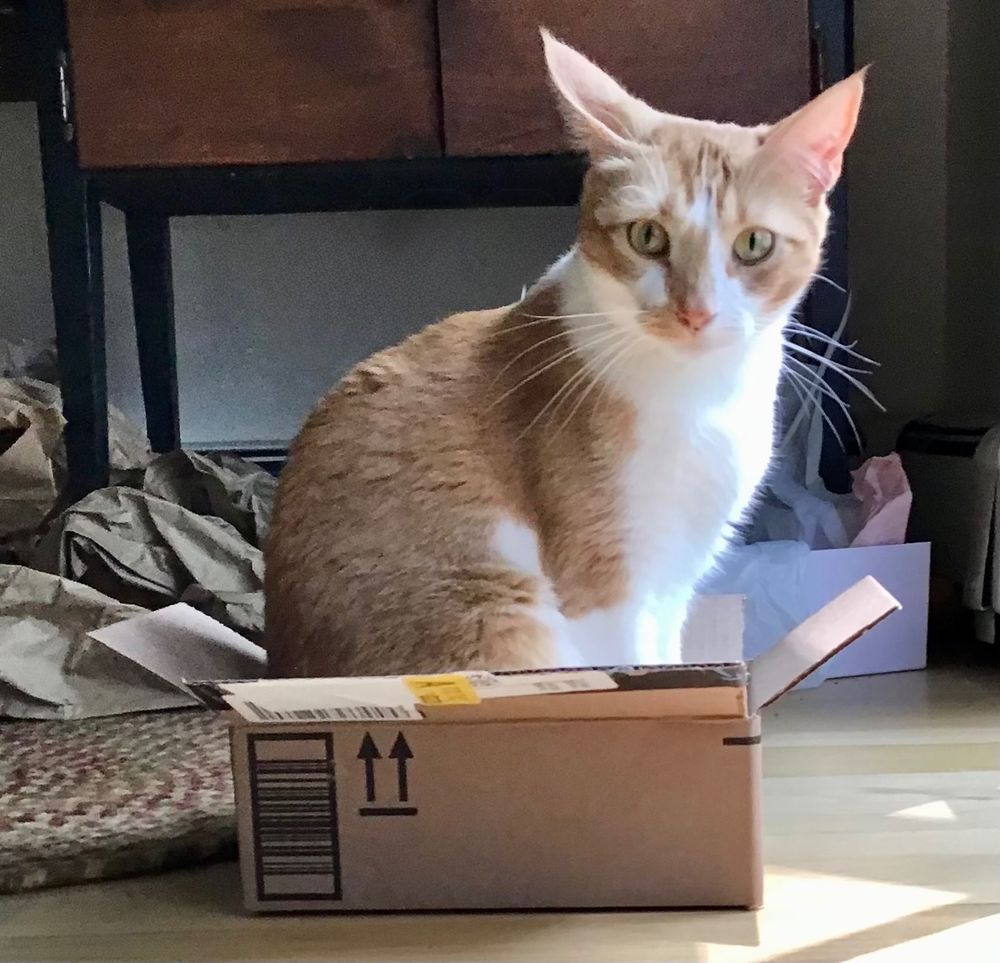 An orange tabby cat named Sunday looks perplexed as she sits upright in a box that’s too small for her. 