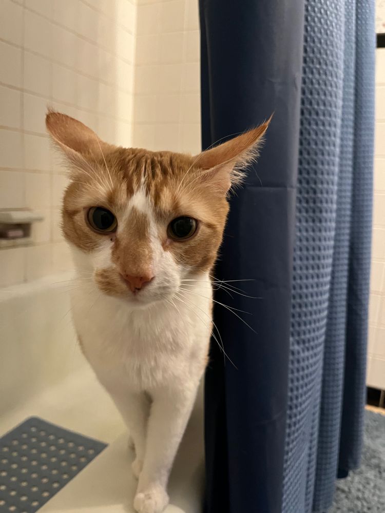 An orange, wide-eyed tabby cat named Sunday emerges from behind a shower curtain.