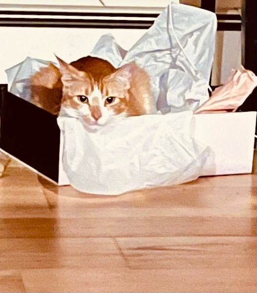 An orange tabby cat named Sunday nestled into a box of tissue paper on a Sunday morning. 
