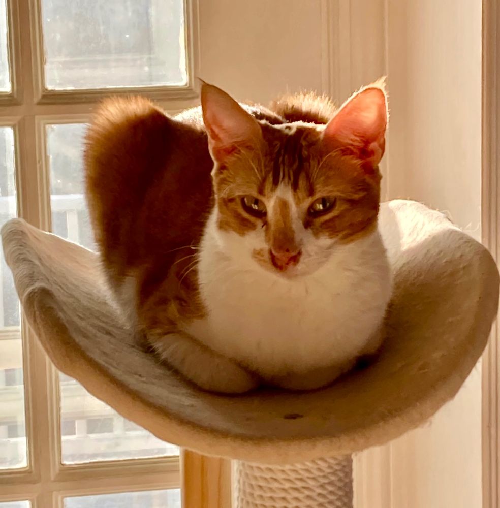 An orange tabby cat named Sunday buns atop her perch on a sunny Sunday morning. 
